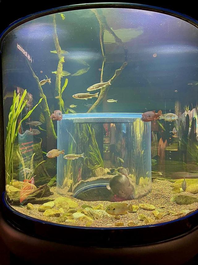 ［田納西旅遊］Tennessee Aquarium-心目中第一名的水族館🐠🦈🪼🐊🦋