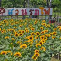 ทุ่งทานตะวันสวนรถไฟ 2567