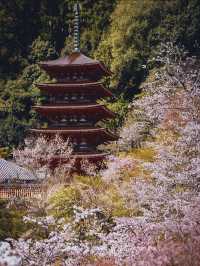 【春の奈良長谷寺】奈良の桜おすすめスポット