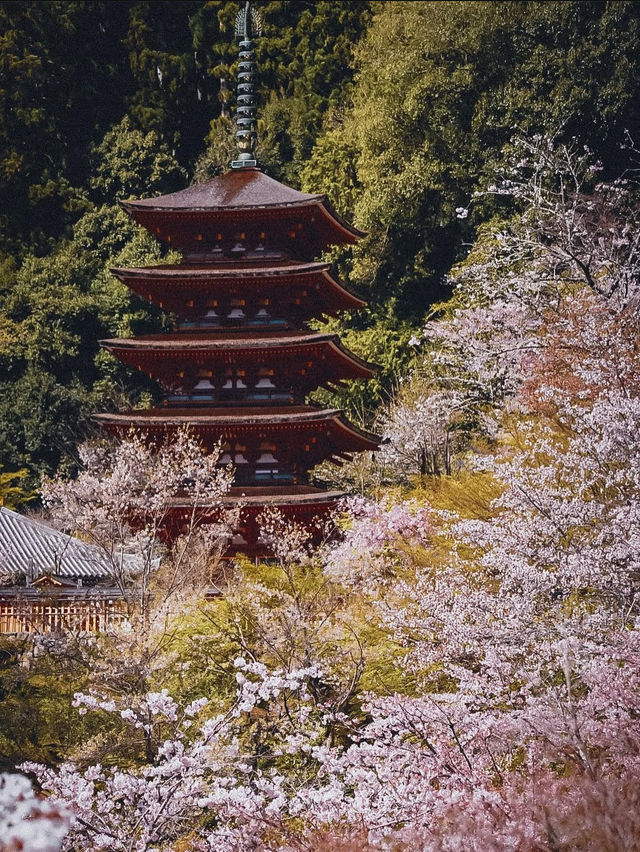 【春の奈良長谷寺】奈良の桜おすすめスポット
