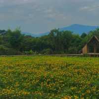 พราวตะวัน by พันดาว เชียงราย