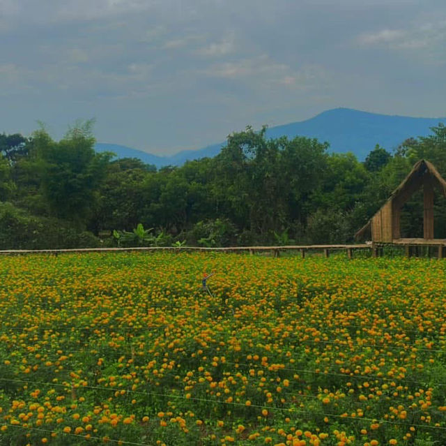 พราวตะวัน by พันดาว เชียงราย