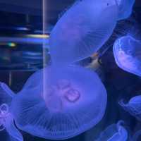 小而美的水族館
