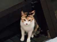 Houtong Cat Village สวรรค์ของคนรักแมว