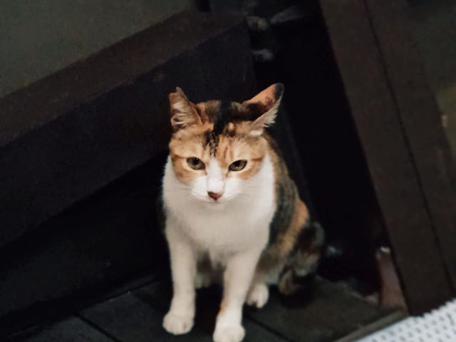 Houtong Cat Village สวรรค์ของคนรักแมว