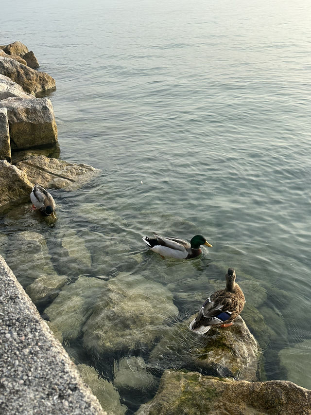 가르다 호수의 진주, 시르미오네 여행 🌊💕