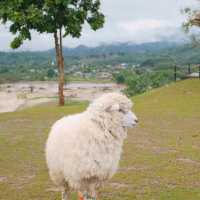 🐑 ฟาร์มแกะเปิดใหม่ในตัวเมืองเชียงราย
