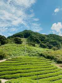 지리산 자락의 초록 물결, ‘정금차밭’ 🍃