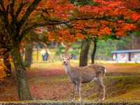 Make the most out of Nara