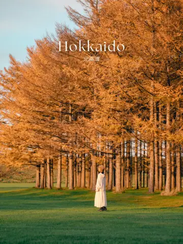 【北海道】落羽杉超壯觀！秋天必訪的公園