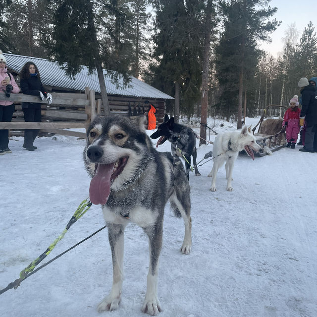 【フィンランド】冬のラップランドでする夢の犬ぞり体験🐕🛷❄️