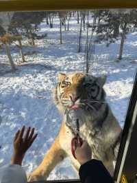 Siberian Tiger Park: Face-to-Face with the Kings of the Snow