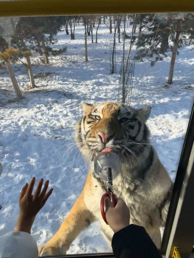 Siberian Tiger Park: Face-to-Face with the Kings of the Snow