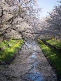 川越・新河岸川🌸桜並木の絶景散歩