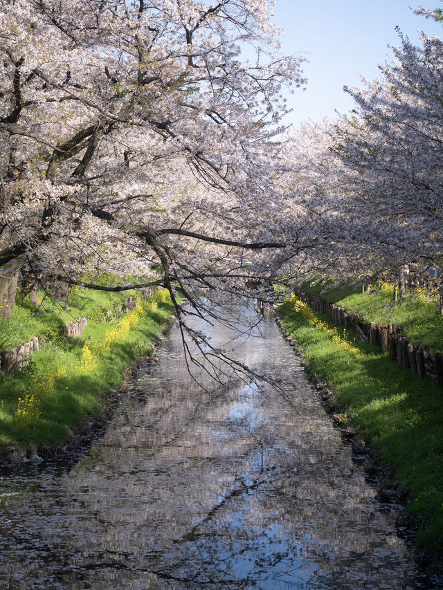 川越・新河岸川🌸桜並木の絶景散歩