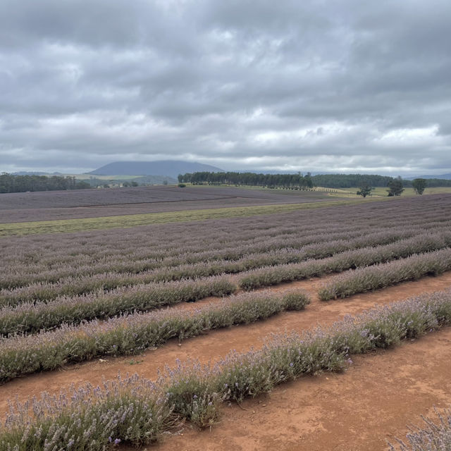 Bridestowe Lavender Farm