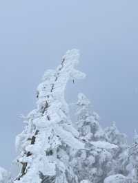 【宮城×冬の旅】  雪が生き物のよう！自然の芸術品  アイスモンスター