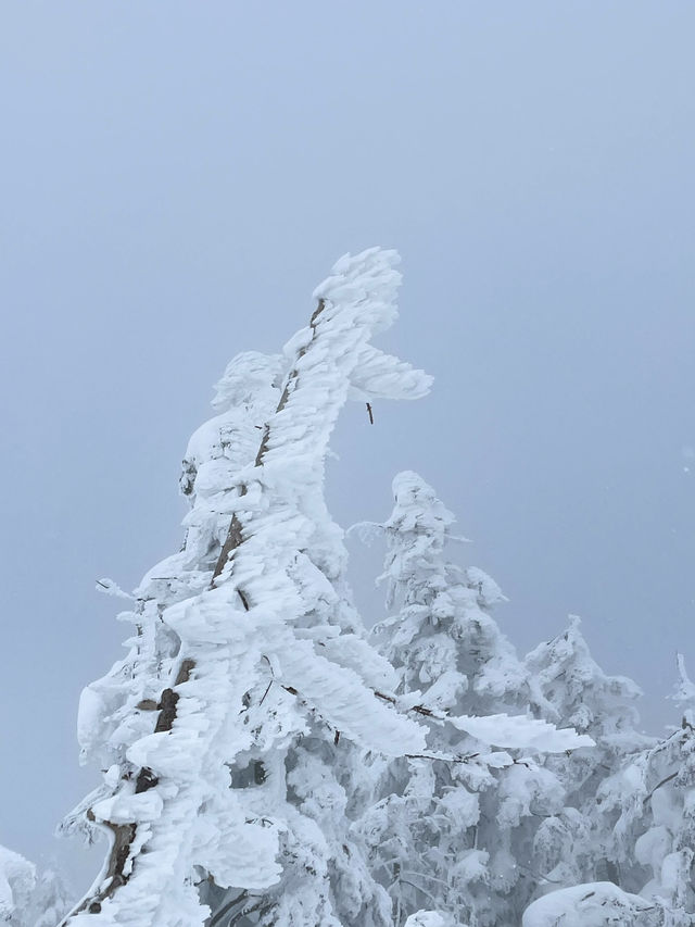 【宮城×冬の旅】  雪が生き物のよう！自然の芸術品  アイスモンスター