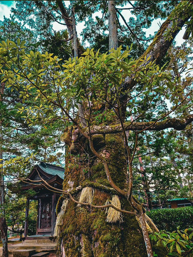 【京都】変わったおみくじ🪭学業の神様！智恩寺