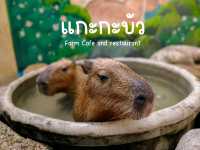 คาเฟ่น่ารัก แกะกะบัว