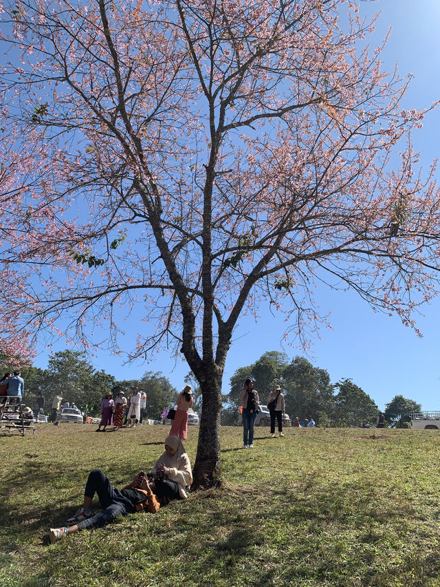 ภูลมโล (อุทยานภูหินร่องกล้า)