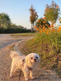 🐶🐾강아지 산책하러 화명생태공원🌼