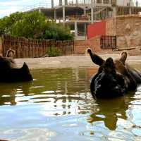 穿越三大洲的動物旅程