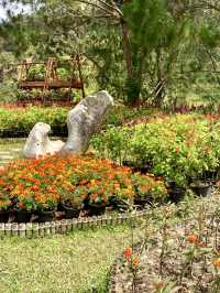 Hues of Winter at Betong Flower Garden