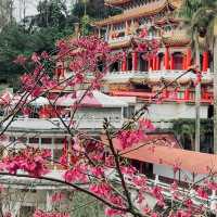 台北｜指南宮櫻花盛開，美不勝收