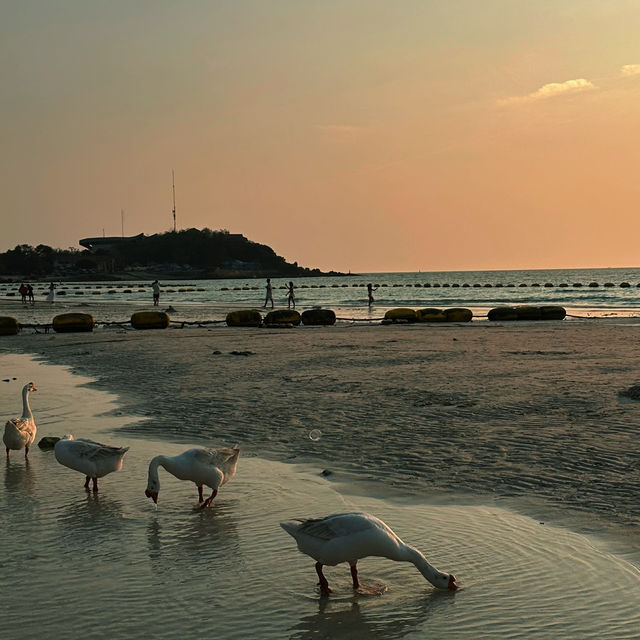 Spot the Geese at Tien Beach, Kohlarn