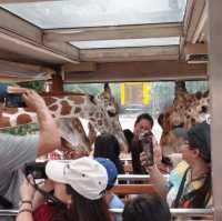 Night Safari แบบเที่ยวกลางวัน 