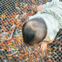 ชมปลาคาเฟ่ หนองชิ่ม จันทบุรี 
