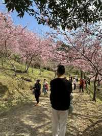 悠然秘境 櫻花林