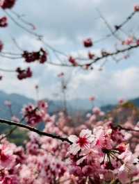 新社沐心泉：時時有花賞