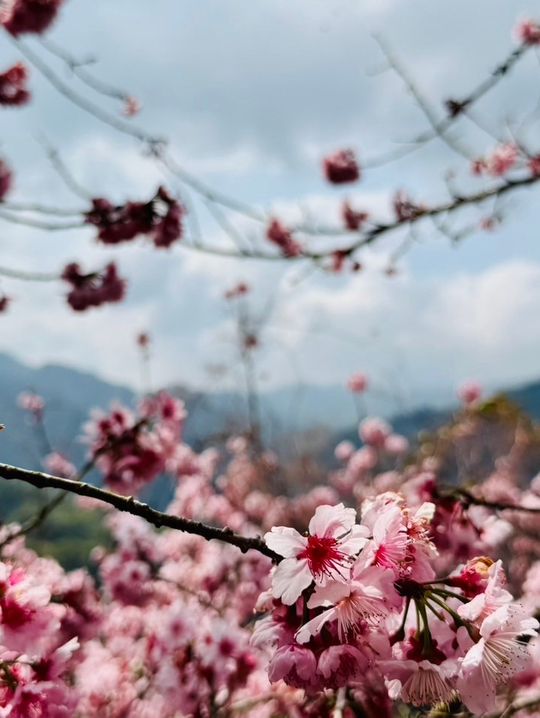 新社沐心泉：時時有花賞