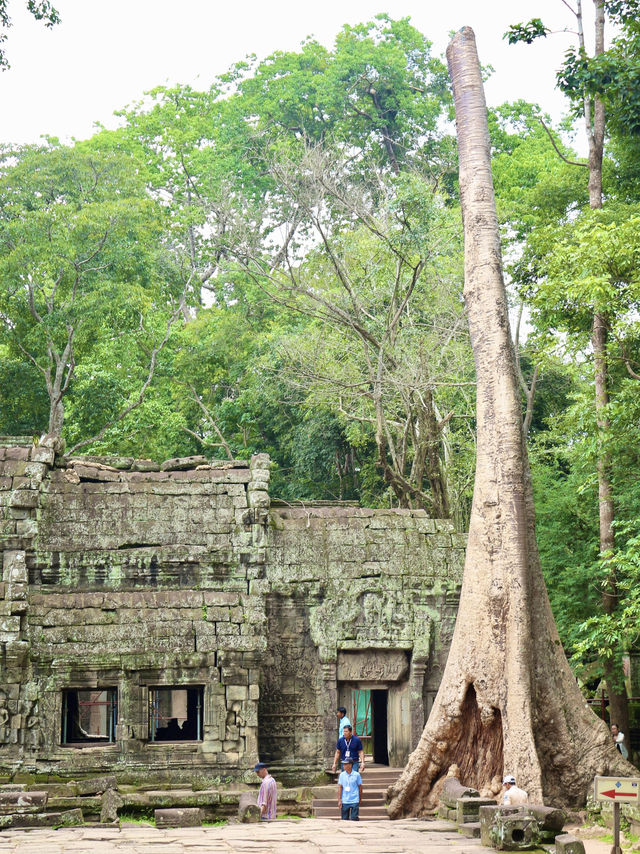The Mystical Allure of Ta Prohm – A Journey Through Time