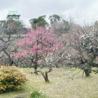 Osaka’s Hidden Springtime Gem: Plum Blossom Grove 🇯🇵