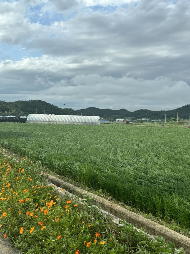 진도