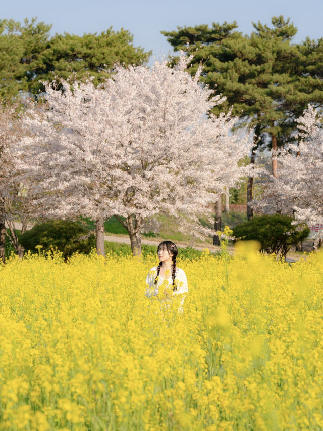 벚꽃 시즌 가야할 남해 여행코스 🌸💛 