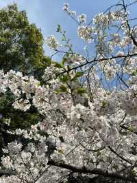 🌸 天王寺公園的櫻花：春天的絕景之旅 🌸