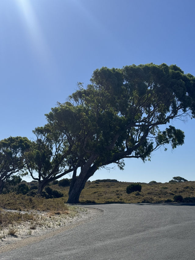 Rottnest Island Cycling Guide