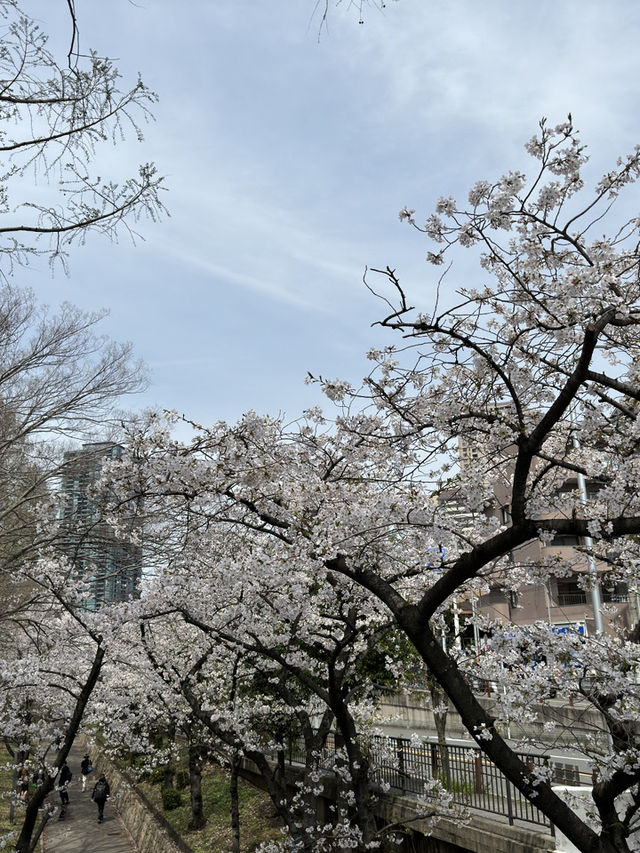 🌸 大阪毛馬櫻之宮公園：櫻花下的夢幻之旅 🌸