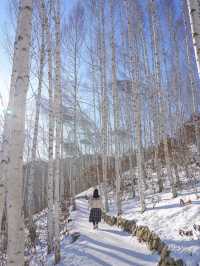 흰 빛깔 눈밭 위 새하얀 자작나무들이 속삭이는 숲❄️🤍