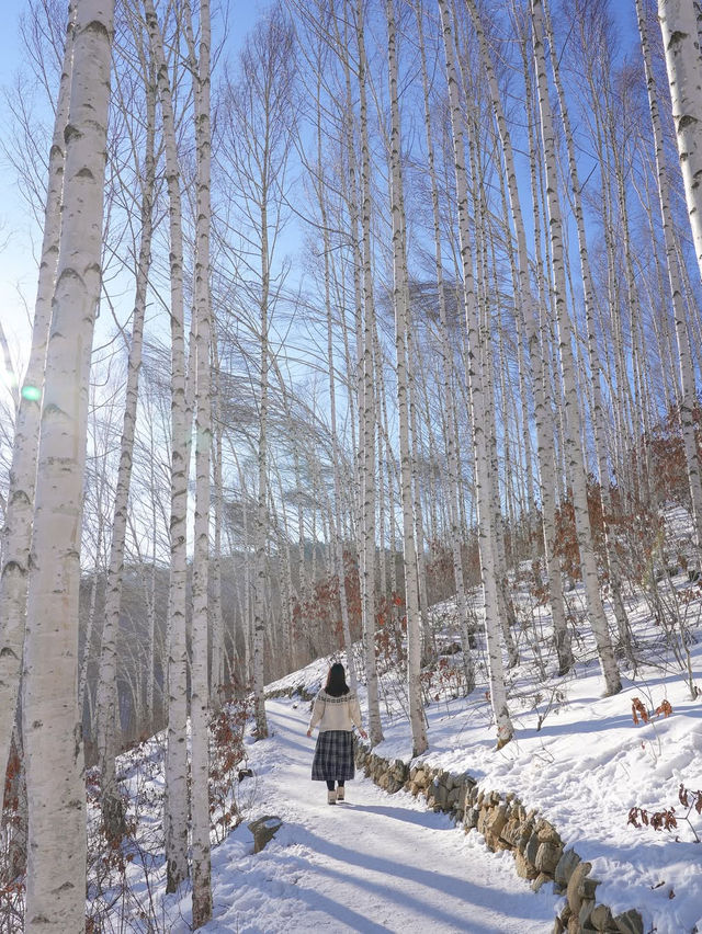 흰 빛깔 눈밭 위 새하얀 자작나무들이 속삭이는 숲❄️🤍
