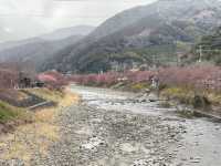 Kawazu Zakura จุดชมซากุระสีชมพูที่บานก่อนใคร