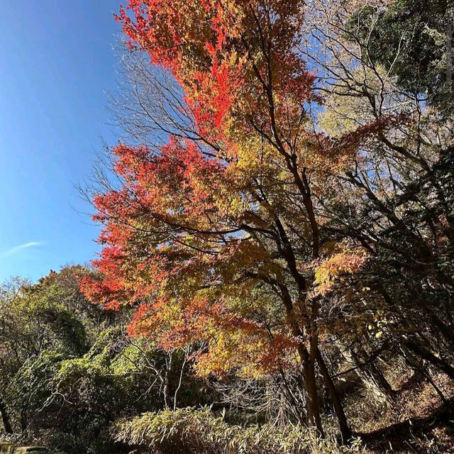 Hallasan National Park