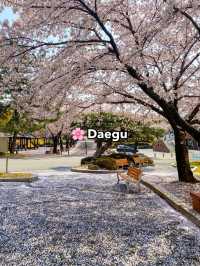 Top Spring Destinations in Korea🌸