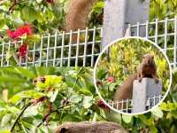 "Mandai Boardwalk: A Tranquil Gateway to Singapore’s Wild Side"