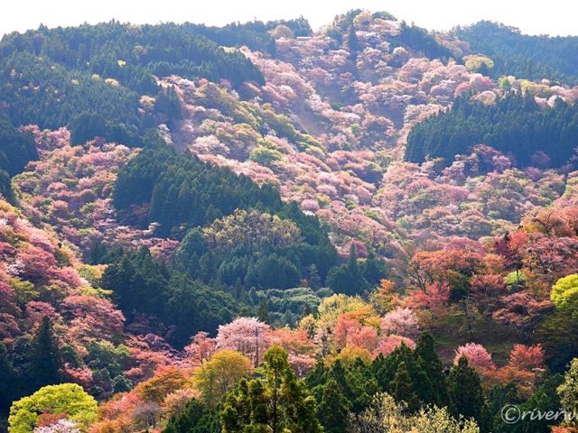 【奈良県】日本古来の桜の名所「吉野山」
