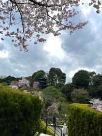 【東京×椿山荘】ライトアップで浮かび上がる夜桜雲海